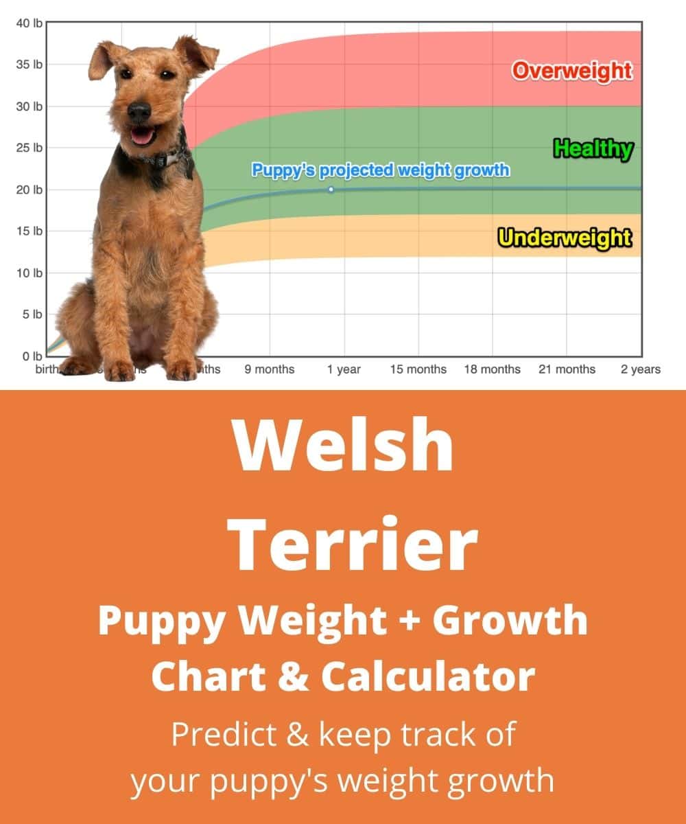 welsh-terrier Puppy Weight Growth Chart welsh-terrier Puppy Weight Growth Chart